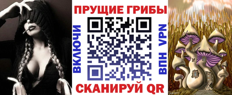 Псилоцибиновые грибы Psilocybe Псков